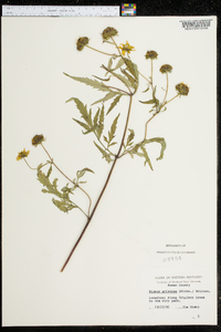 Bidens aristosa image