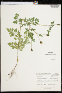 Bidens bipinnata image