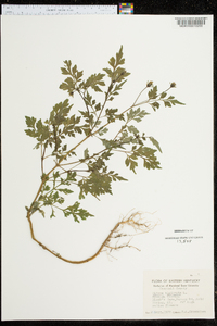 Bidens bipinnata image