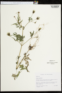 Bidens bipinnata image