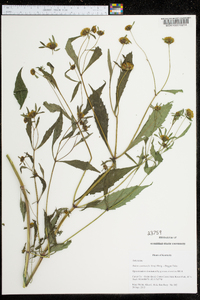 Bidens tripartita image