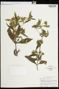 Bidens tripartita image