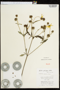 Bidens polylepis image