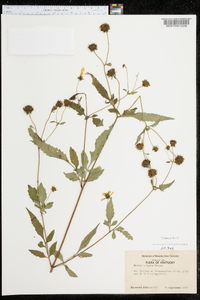 Bidens vulgata image