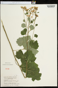 Arnoglossum reniforme image