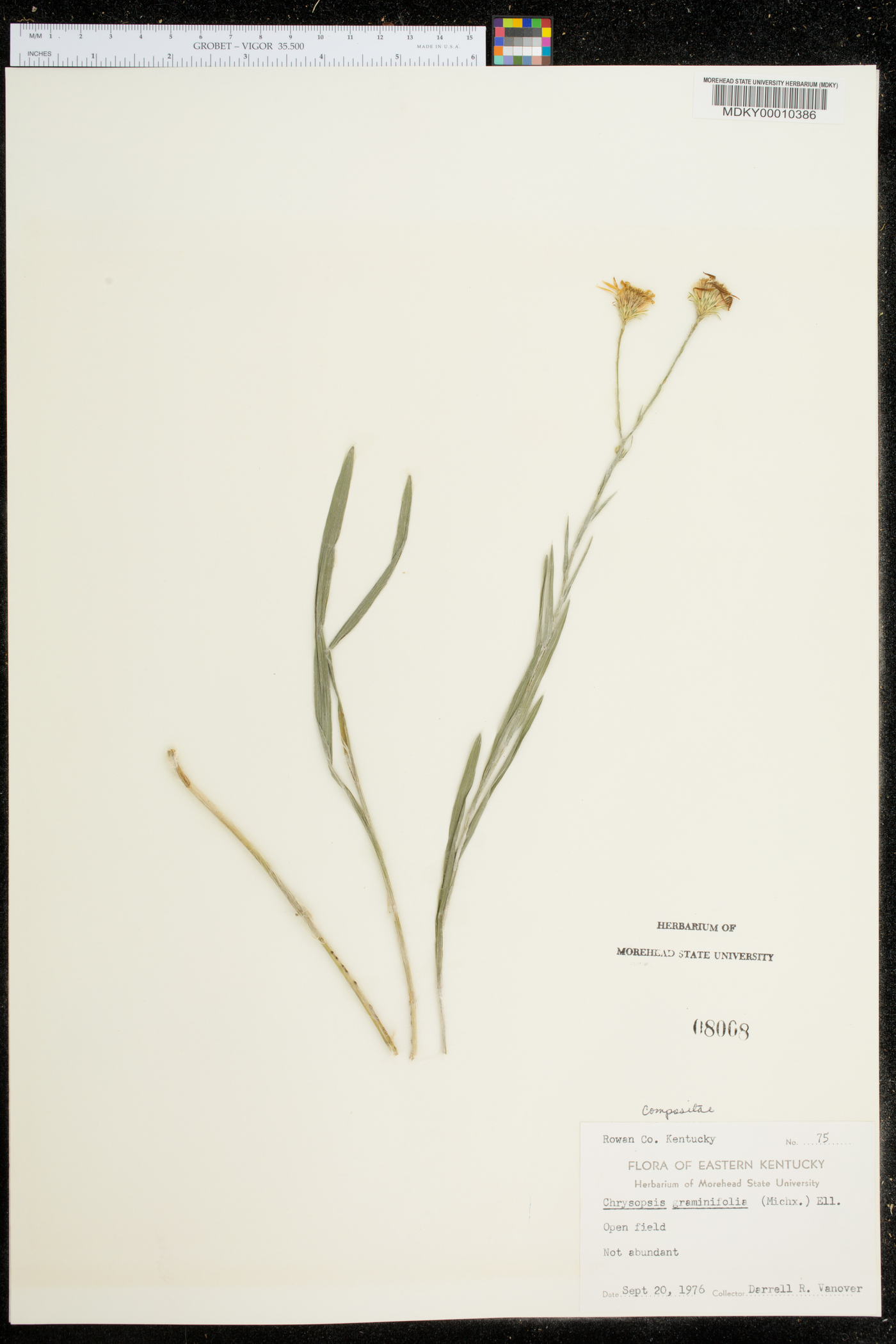 Chrysopsis graminifolia image