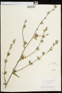 Cichorium intybus image