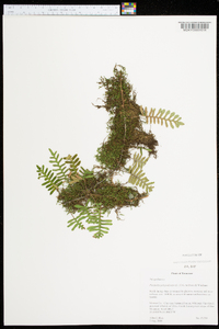 Polypodium polypodioides image