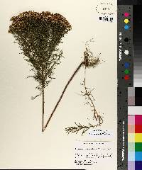 Euthamia caroliniana image