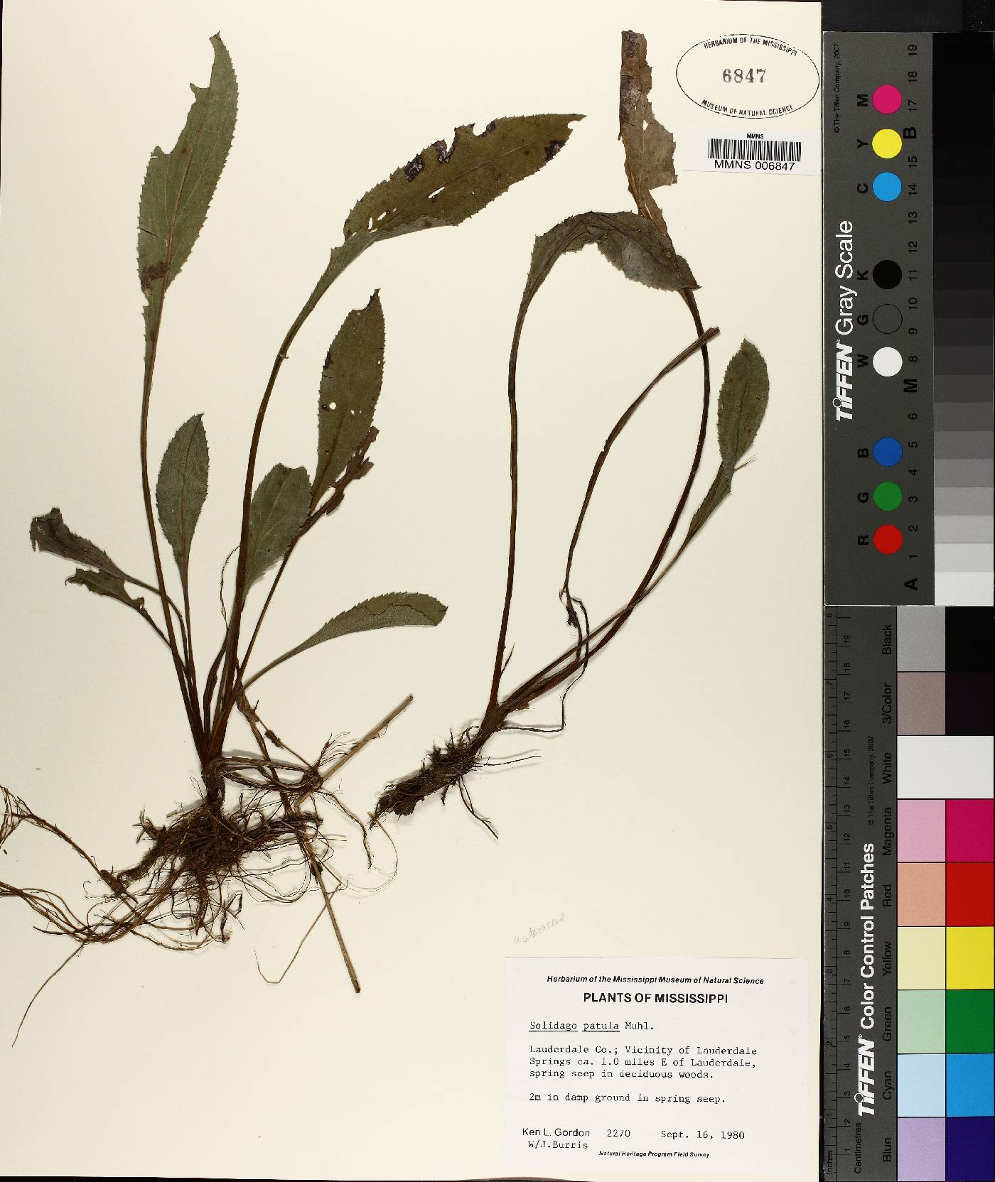 Solidago salicina image