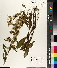 Solidago speciosa image