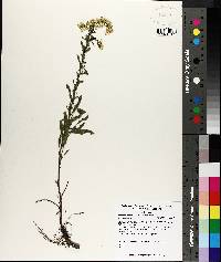 Solidago nemoralis var. nemoralis image