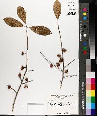 Ilex amelanchier image