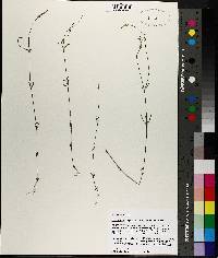 Polygala leptostachys image