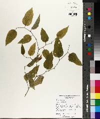 Smilax tamnoides image