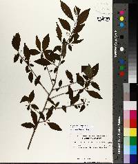 Ilex longipes image