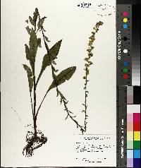 Solidago salicina image