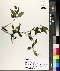 Ilex longipes image