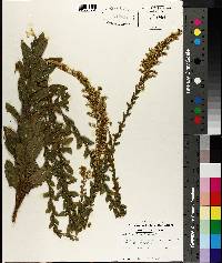 Solidago fistulosa image