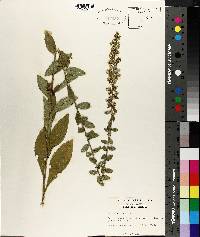 Solidago hispida image