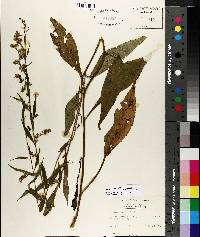 Solidago arguta var. boottii image