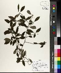 Ilex longipes image