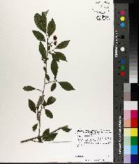 Ilex longipes image