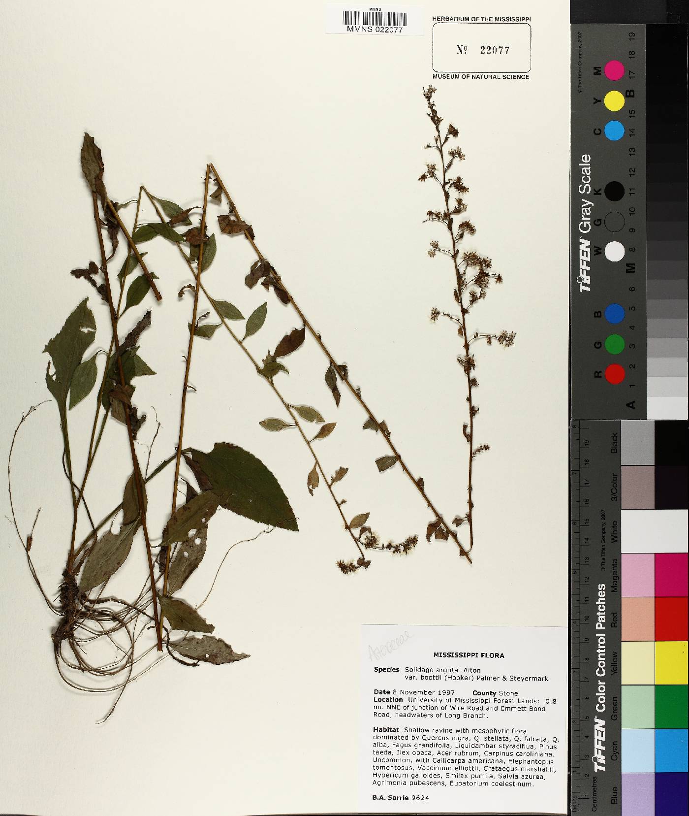 Solidago boottii image