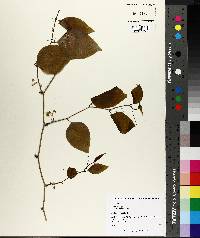 Smilax tamnoides image