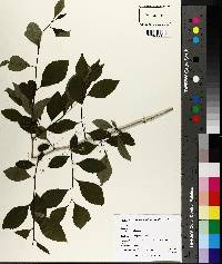 Ilex longipes image