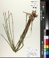 Eleocharis quadrangulata image