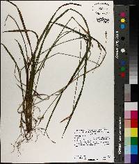 Carex styloflexa image