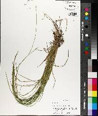 Carex bromoides subsp. bromoides image