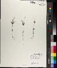 Polygala leptostachys image