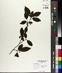 Ilex longipes image