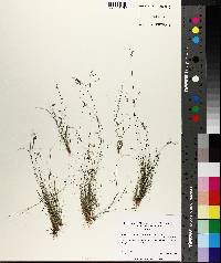 Rhynchospora pusilla image