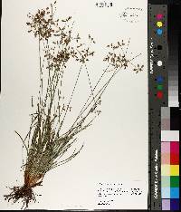 Fimbristylis tomentosa image