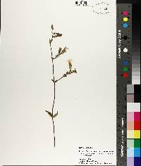 Silene latifolia image