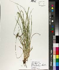 Carex austrina image