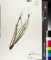 Carex complanata image