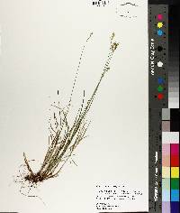 Carex texensis image