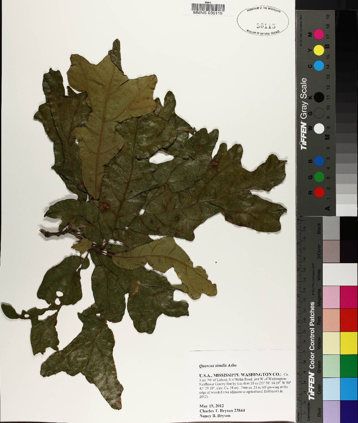 Quercus similis image