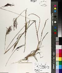 Bothriochloa pertusa image