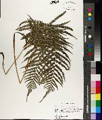 Thelypteris kunthii image