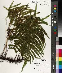 Thelypteris kunthii image