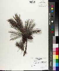 Pinus echinata image