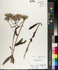 Eupatorium album image