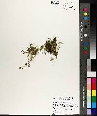 Selaginella apoda image