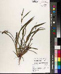 Carex flaccosperma image