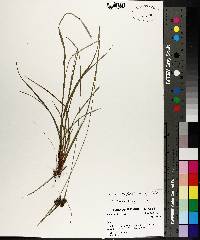 Carex complanata image